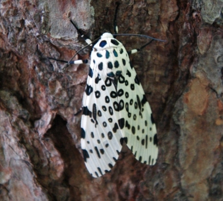 ngengat Giant Leopard Moth Arctiidae