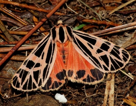 ngengat Grammia parthenice Tiger Moth