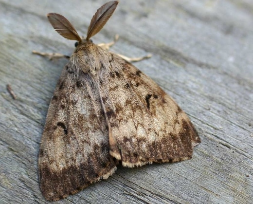 ngengat Gypsy moth Lymantria dispar