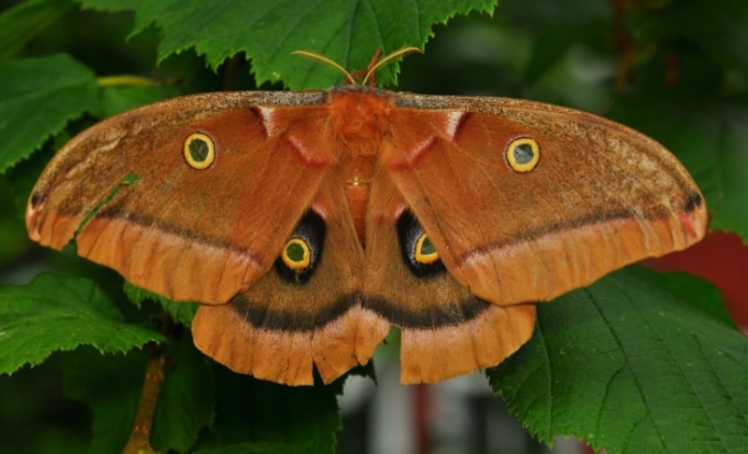 ngengat Polyphemus Moth Antheraea polyphemus