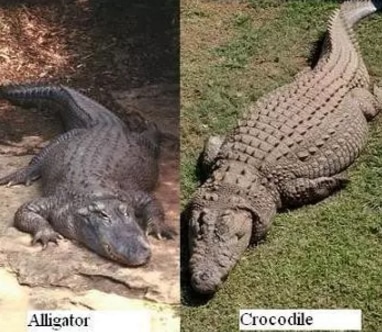 Alligator Vs Crocodile Vs Caiman Vs Gharial Dietz