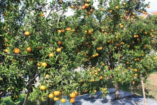pohon jeruk