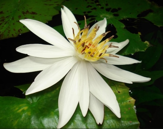 teratai kecil(nymphaea lotus)