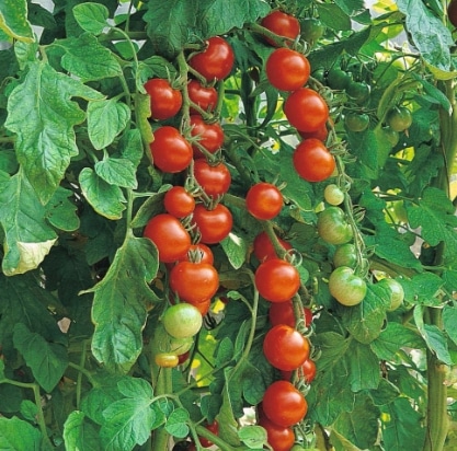 tomat gardener's delight
