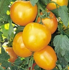 tomat golden jubilee