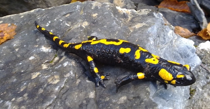 amfibi-Ordo Caudata-salamander