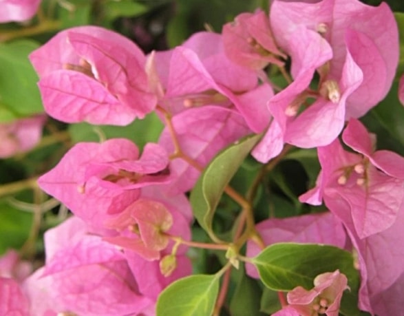 Bunga Kertas Pengertian Klasifikasi Dan Jenis Jenis Bunga Kertas Faunadanflora Com