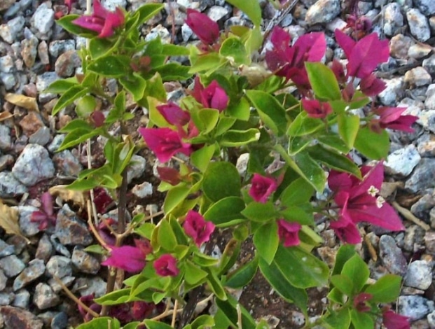Bunga Kertas Pengertian Klasifikasi Dan Jenis Jenis Bunga Kertas Faunadanflora Com