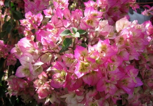 bunga-kertas-cherry-blossom