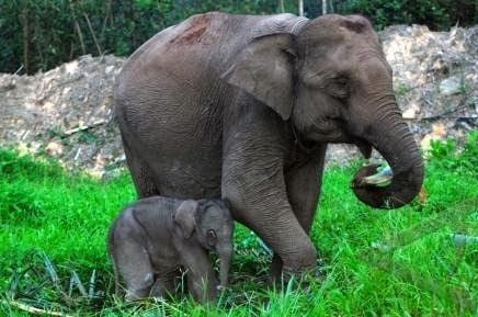 gajah-kerdil-borneo-elephas-maximus-borneensis