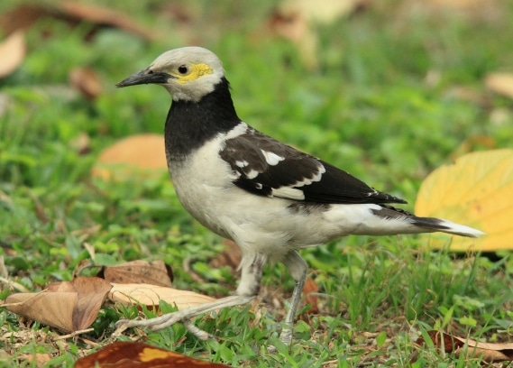 jalak-thailand-atau-black-collared-starling-sturnus-nigricollis