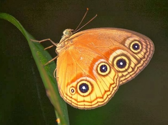 kupu-kupu-glossogobius-matanensis
