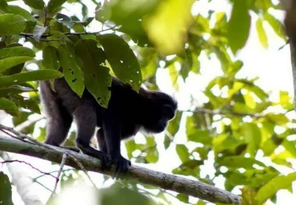 monyet-gorontalo-macaca-nigrescens