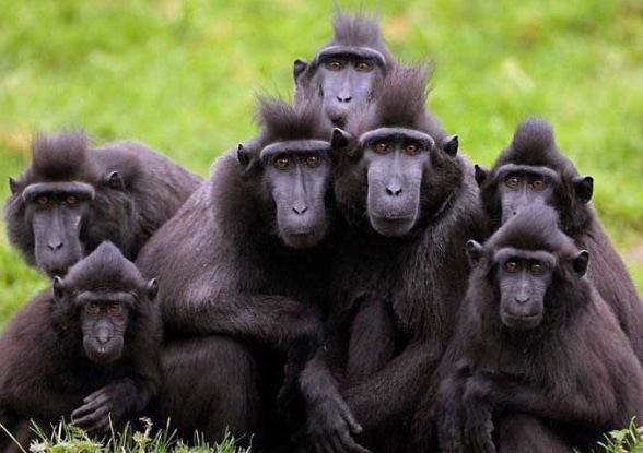 monyet-hitam-sulawesi-macaca-nigra