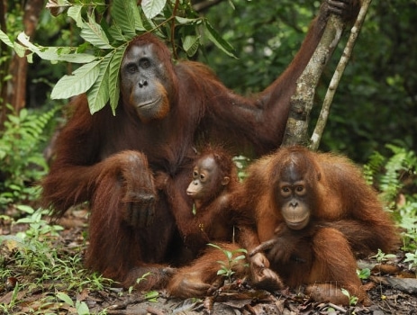 orangutan-kalimantan-pongo-pygmaeus
