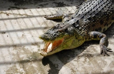 buaya-kalimantan-crocodylus-raninus