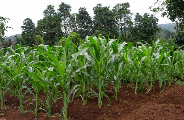 budidaya-jagung