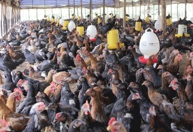 pemeliharaan ayam kampung dengan cara dikandang