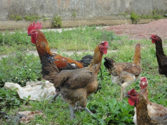 pemeliharaan ayam kampung dengan cara di liarkan