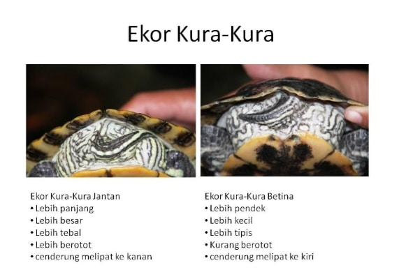 perbedaan-ekor-kura-kura-jantan-dan-betina