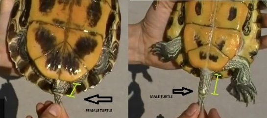 perbedaan-kloaka-pada-kura-kura-jantan-dan-betina