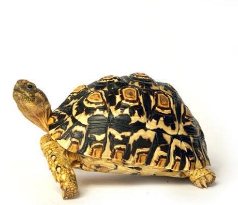 perbedaan-kura-kura-jantan-dan-betina