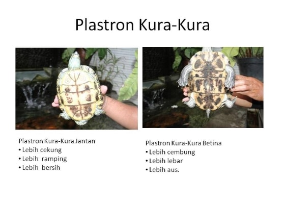 perbedaan-plastron-pada-kura-kura-jantan-dan-betina