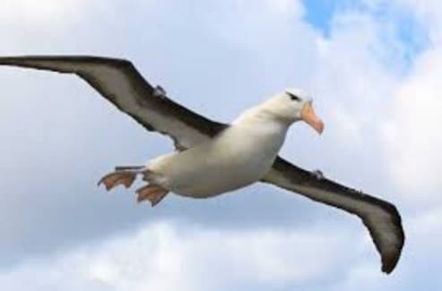 burung-albatross