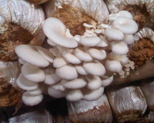jamur-tiram-budidaya