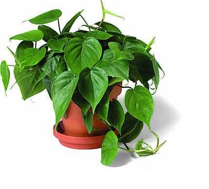 heart-leaf-philodendron-philodendron-oxycardium