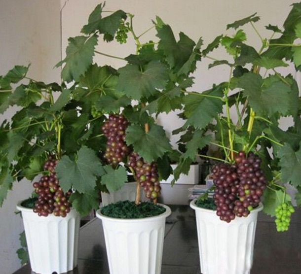 Hasil gambar untuk cara menanam anggur dalam pot supaya cepat berbuah