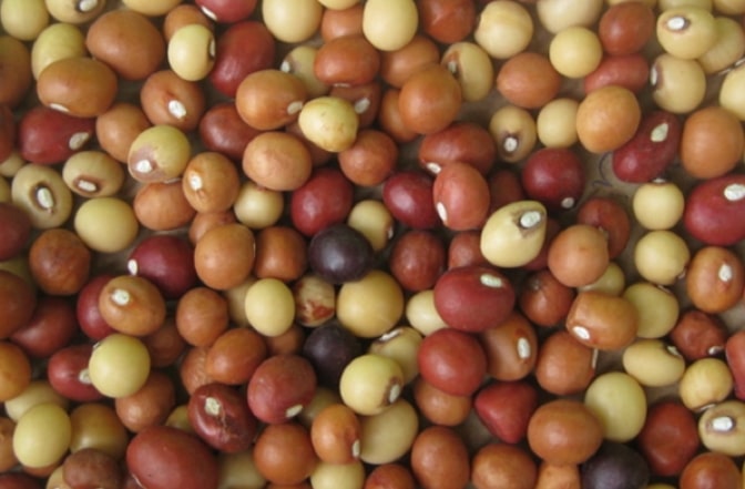 Kacang Bogor atau Bambara Groundnut (Vigna subterranea)