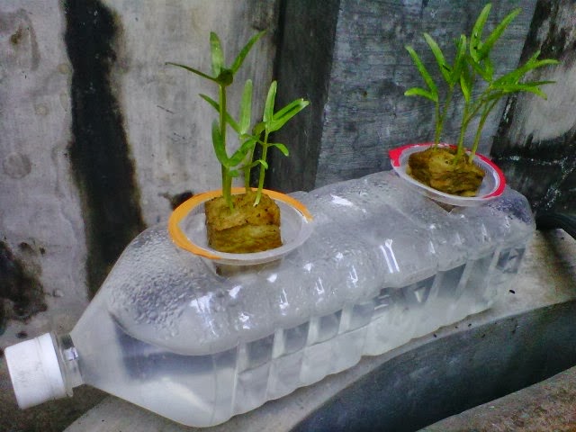 Hidroponik Kangkung Dengan Model Botol rebah