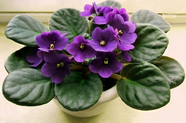 Bunga African Violet