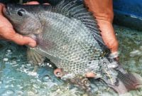 Cara Budidaya Ikan Gurame Di Kolam Terpal