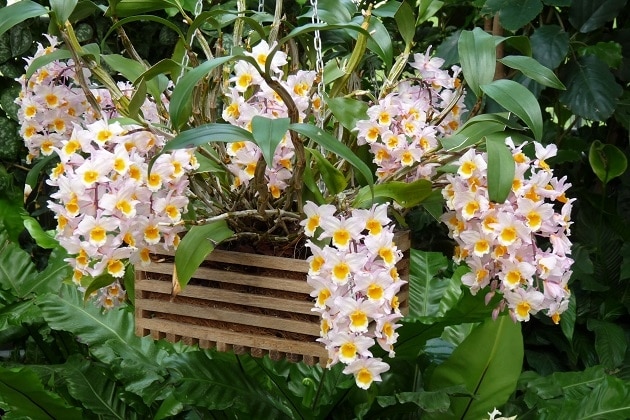 Cara Menanam dan Merawat Anggrek Dendrobium Bagi Pemula – Flora dan Fauna