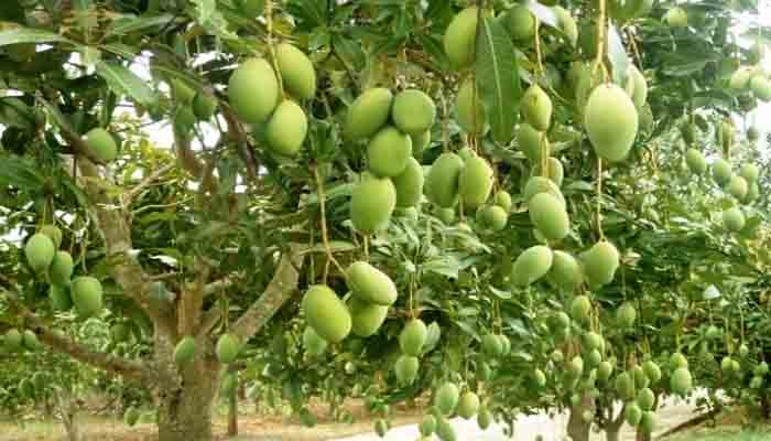 Cara Budidaya Pohon Mangga Agar Berbuah Lebat