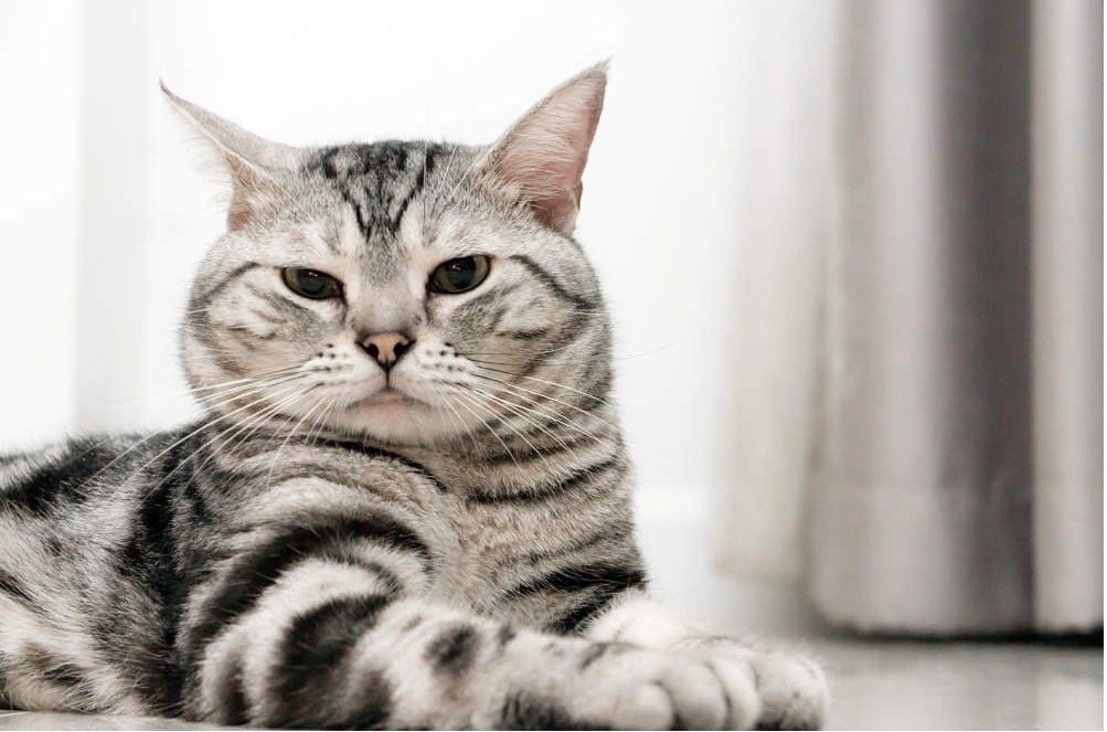 American Shorthair-fauandanflora