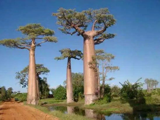 Baobab (Pohon Botol)
