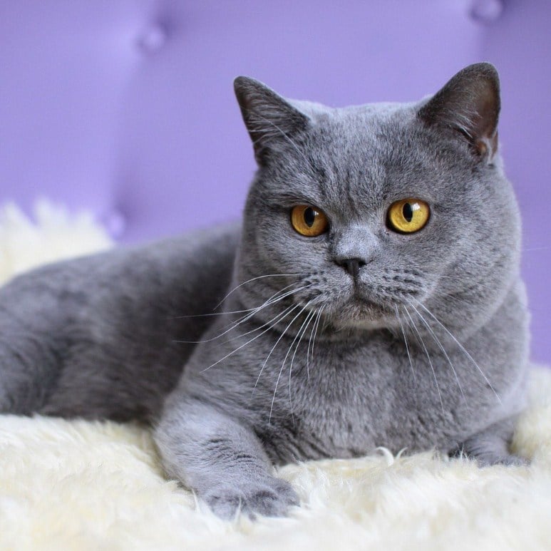 British Shorthair-faunadanflora