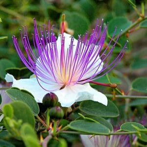 Capparis spinosa