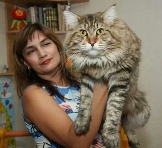 Kucing Munchkin Harga Cara Merawat Karakter Sifat