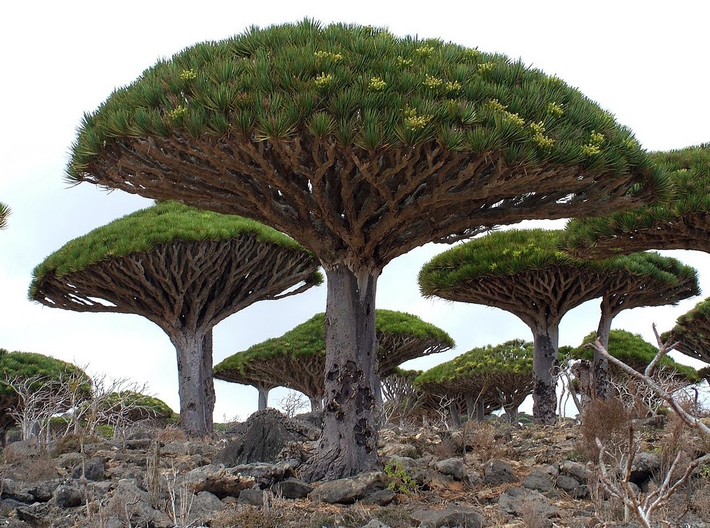 Pohon Darah Naga (Dracaena Cinnabari)