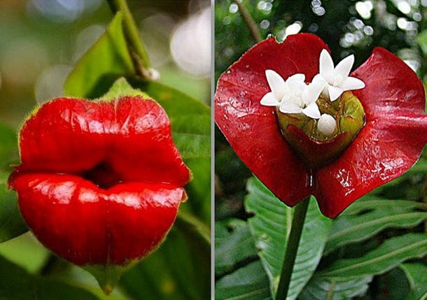 Psychotria elata flower