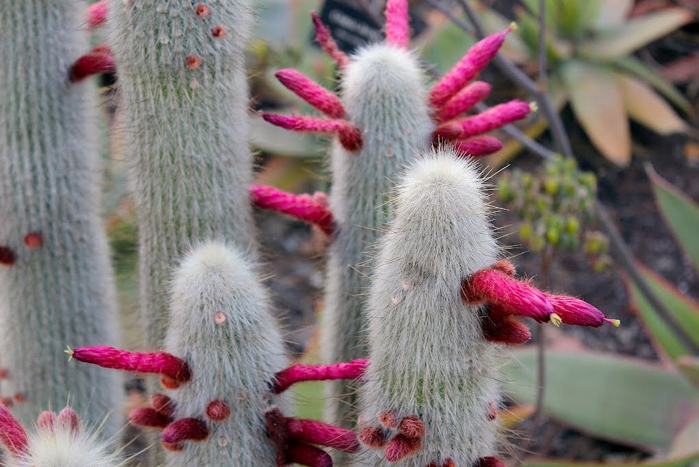 Silver Torch Cactus