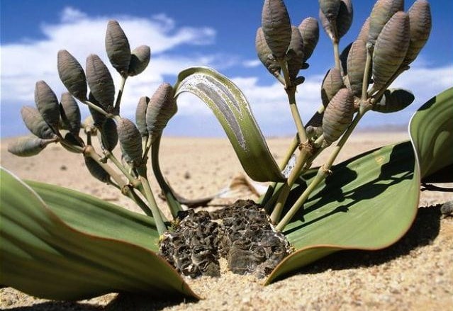 Welwitschia Mirabilis