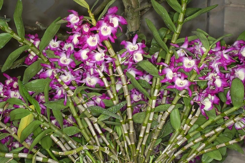 Ciri-Ciri Flora Asiatis dan Australis Di Indonesia Beserta Contohnya