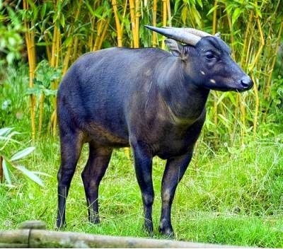 anoa-faunadanflora