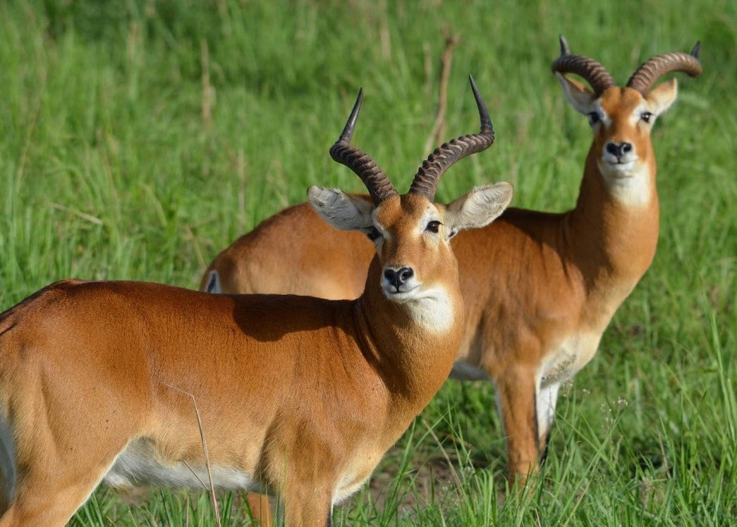 Unduh 80+ Gambar Fauna Wilayah Oriental Paling Baru 