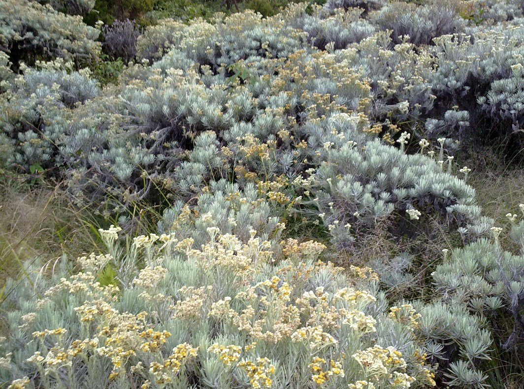 bunga edelweiss